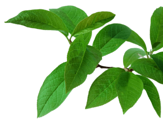 Decorative leaf for the banner