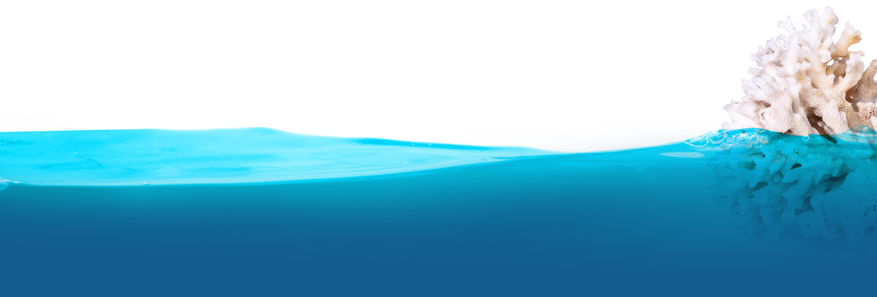 Water with shell Background