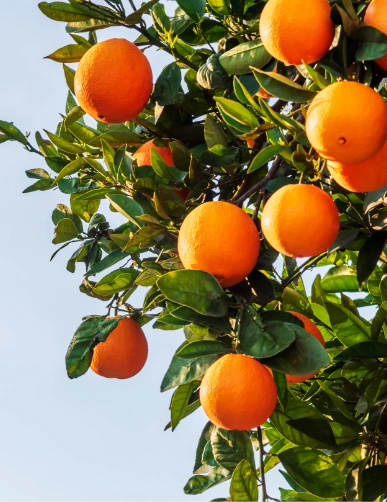 oranges